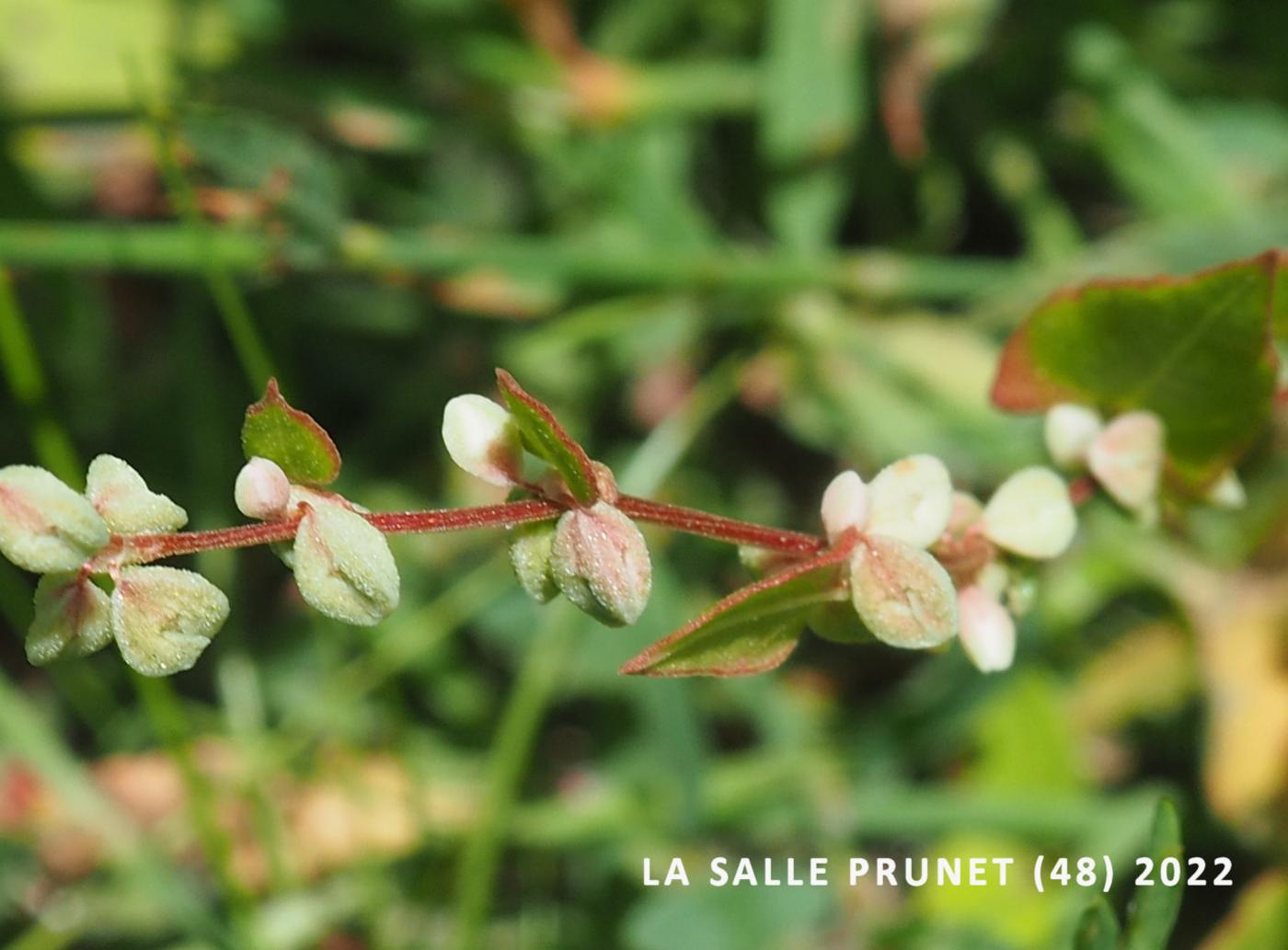 Bindweed, Black fruit